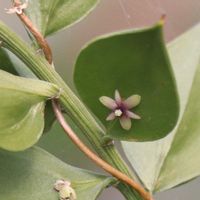 ナギ,ナギイカダ  (梛筏),薬草,雌雄異株,野の花山の花の画像