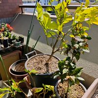 クチナシ,レモン,ミニバラ,紫陽花 アジサイ あじさい,バルコニー/ベランダの画像