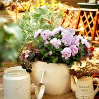 ハツユキカズラ,リシマキア,ヒューケラ,シルバーレース,初雪カズラの画像