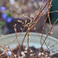 コデマリ,コデマリ ゴールドファウンテン,黄金コデマリの画像