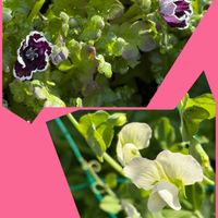 カモミール,カモミール,ポピー,ポピー,ネモフィラ ペニーブラックの画像