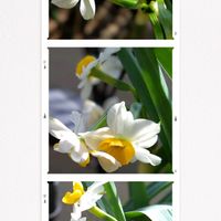 クレマチス,クレマチス,ガクアジサイ,ガクアジサイ,柏葉アジサイの画像