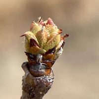 カリン,イチジク,カリンの冬芽,カリンの冬芽,イチジクの冬芽葉痕の画像