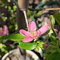 カリン,果樹,ピンクの花,春のお花,ベランダの画像