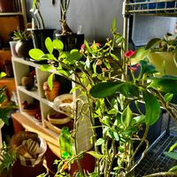 ハナキリン,ハナキリン,ハナキリン、八福神,鉢植え,春の訪れの画像