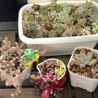 オパリナ,恋心,ピーチプリデ,ブルーバード,多肉植物 寄せ植えの画像