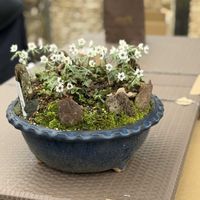 クリスマスローズ,クリスマスローズ,クリスマスローズ,コクリュウ（黒竜）,クレマチス  シルホサの画像