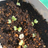 キャベツ,種から,栽培記録,キャベツ栽培,家庭菜園の画像