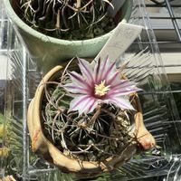 サボテン,縮玉,鉢植え,サボテンの花,楽しみ〜の画像