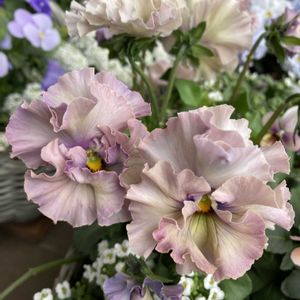 パンジー フェデネージュ,寄せ植え,ガーデニング,花のある暮らし,ビオラ・パンジーの画像