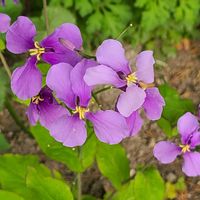 ハナニラ,アジュガ,オオアラセイトウ,ツツジ,ゴウダソウの画像