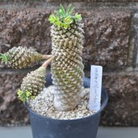 ソテツキリン,サボテンの花✨,多肉植物,ベランダの画像