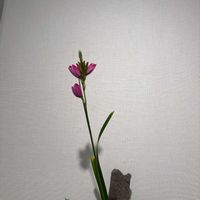 イキシアの画像