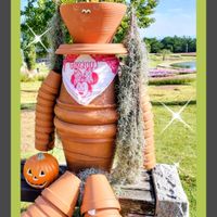 エアープランツ,チランジア,ビオラ,チランジア　ストリクタ,チランジア　ウスネオイデスの画像