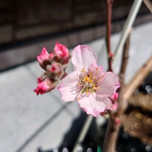 アーモンド,種まき,軒下,プランター栽培,家庭菜園の画像