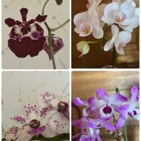コチョウラン,トルムニア,クロトン ゴールドスター,サンスベリア パンテス,デンドロビュウムオリエンタルスプリットの画像