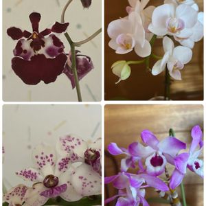 コチョウラン,トルムニア,クロトン ゴールドスター,サンスベリア パンテス,デンドロビュウムオリエンタルスプリットの画像