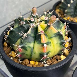 トリカラー,緋牡丹錦,サボテン科,つぼみ,緑のある暮らしの画像