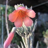 キンチョウ,ビニールハウスの画像