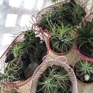 チランジア,手作り,春到来！,極小ベランダ,衣装ケース栽培の画像