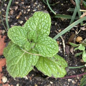 ハーブ,いつもありがとう♡,ありがとう,ハーブガーデン,ハーブ大好きの画像