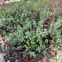 タイム,リシマキア,グランドカバー,毎月28日はグランドカバーの日の画像