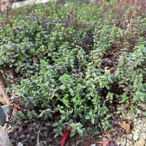 タイム,リシマキア,グランドカバー,毎月28日はグランドカバーの日の画像