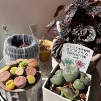 コノフィツム,リトープス,ゴーラム（宇宙の木）,リビング・ダイニングの画像