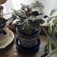 カラテア マコヤナ,おうち園芸,リビング・ダイニングの画像