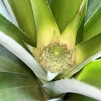 パイナップルの画像