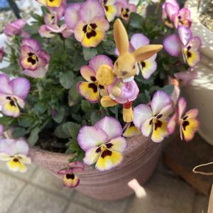 パンジー,ビオラ,寄せ植え,自己流ガーデニング,庭の画像