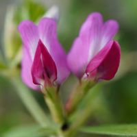 カラスノエンドウ,雑草,道端,青空,マクロ撮影の画像