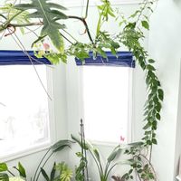 ストレリチア,ブーゲンビリア,ブーゲンビリア,エバーフレッシュ,観葉植物の画像