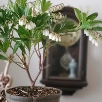 アセビ,馬酔木(アセビ）,馬酔木(アセビ）,和風,リメイク鉢の画像