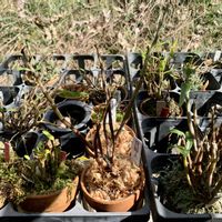 セッコク,セッコク,ワサビ,セッコク（石斛）長生蘭,植え替えの画像