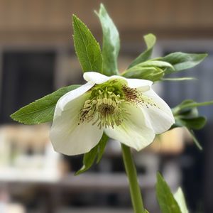 クリスマスローズ,地植え,お花,ネコ好き,植栽の画像