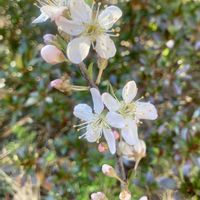 スモモ,鉢植えの画像