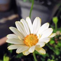 キララ,早春賦,人に優しくの画像