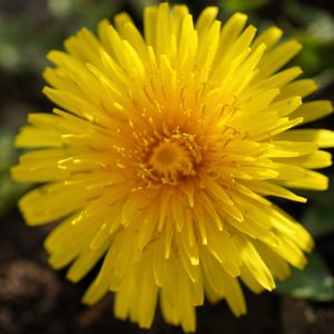 タンポポ,頭花,雑草,黄色い花,多年草の画像