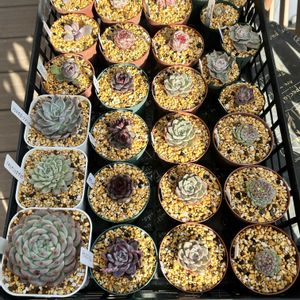 ガーデニング,ウッドデッキ,寄せ植え大好き,お迎え多肉,多肉箱の画像