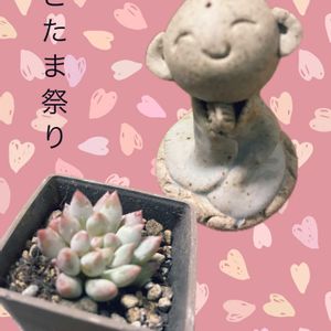 自家製野菜,素敵便,トリミング,お地蔵さん,ｵｹﾂの日の画像