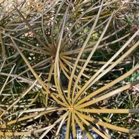 コウヤマキの画像