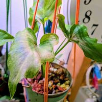 セローム,フィロデンドロン,観葉植物の画像