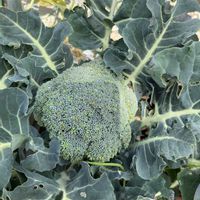 スナップエンドウ,ブロッコリー,ブロッコリー,サニーレタス,サニーレタスの画像