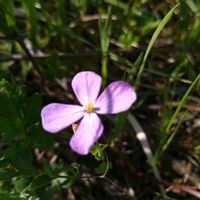ハマダイコン,ハマダイコン,ショカツサイ,ショカツサイ,ショカツサイ(ムラサキハナナ)の画像