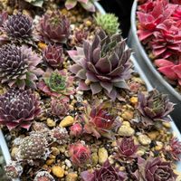 ツメレンゲ,子持ち蓮華,センペルいろいろ,カンパーニュラメリーベル,7cセンペルの画像