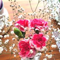 カスミソウ,スプレーカーネーション,北海道,寒冷地,キュンキュン乙女倶楽部の画像