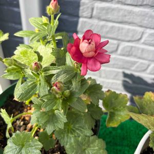 ラナンキュラスラックス,ねこ,ラナンキュラスラックス　ヘラ,ラナンキュラスラックス　ヘラ,ラナンキュラス ランドセルの画像