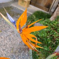 ストレリチアの画像