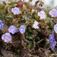 ベロニカ,ベロニカ,ベロニカ・オックスフォードブルー,ベロニカ・オックスフォードブルー,青い花の画像